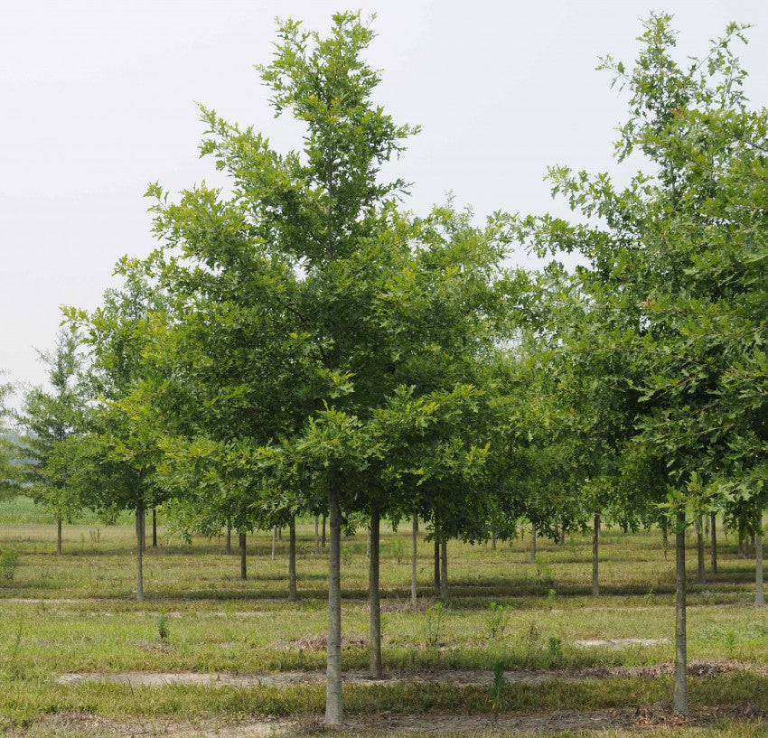 Nuttall Oak